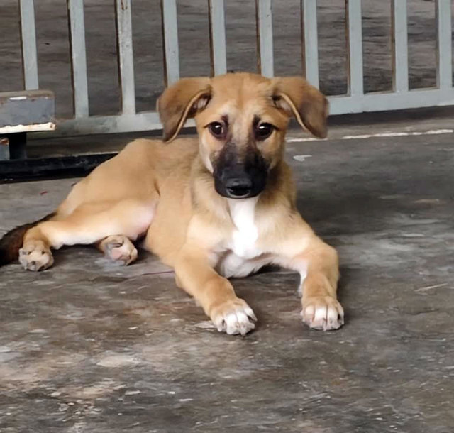 Shadow &amp; Leslie - Mixed Breed Dog