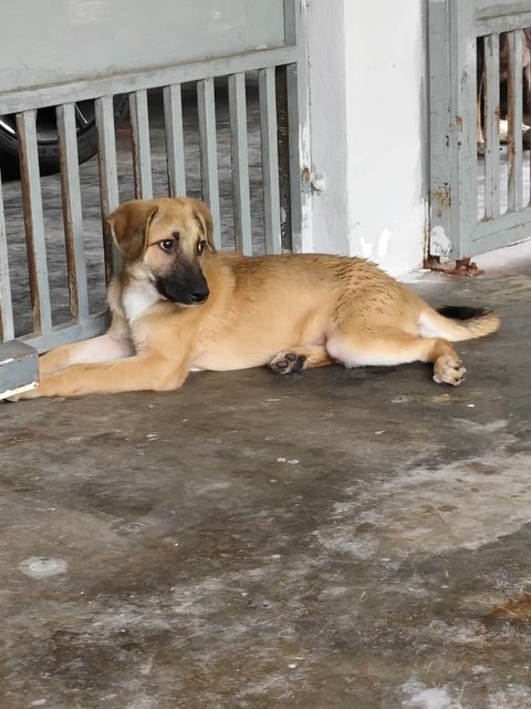 Shadow &amp; Leslie - Mixed Breed Dog