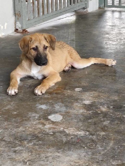 Shadow &amp; Leslie - Mixed Breed Dog