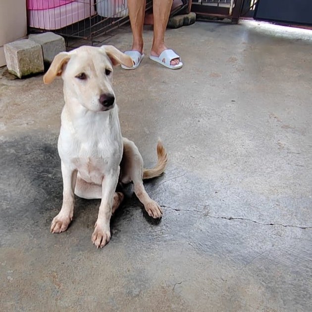 Melissa  - Labrador Retriever Mix Dog