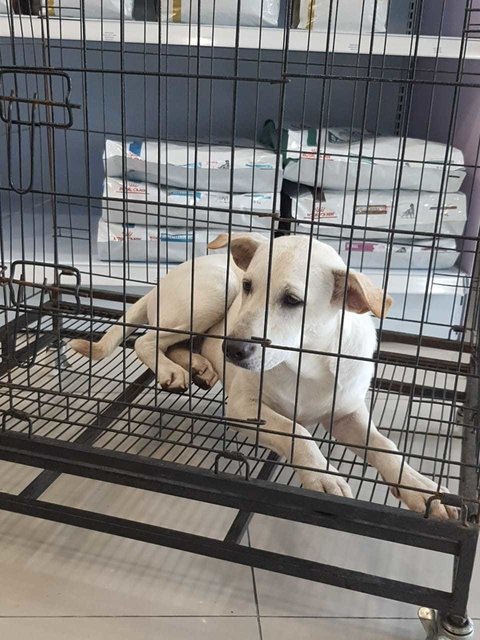 Melissa  - Labrador Retriever Mix Dog