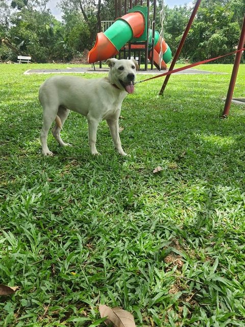 Melissa  - Labrador Retriever Mix Dog