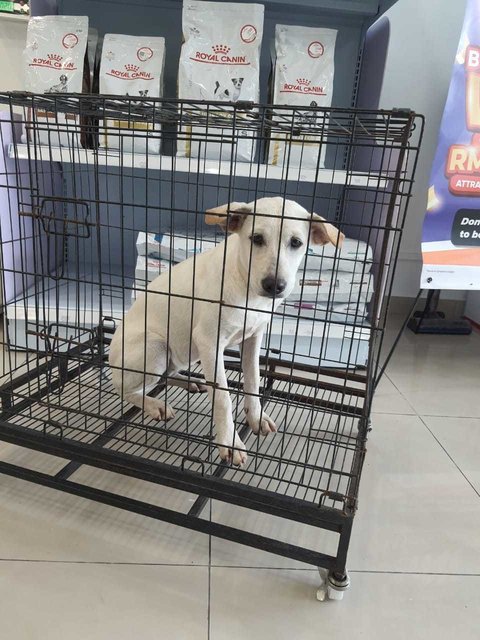 Melissa  - Labrador Retriever Mix Dog