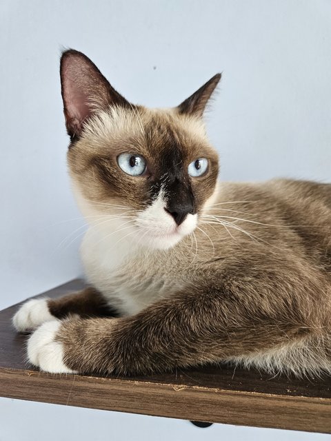 Soya - Burmese Cat