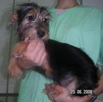 Princess - Silky Terrier + Shih Tzu Dog