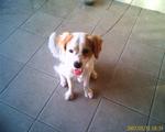 Mago - Jack Russell Terrier + Beagle Dog