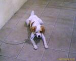 Mago - Jack Russell Terrier + Beagle Dog