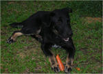 Abby eating carrot, her favourite snack!