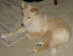 Dog looks like this,