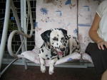 Angel - Dalmatian Dog