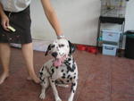 Angel - Dalmatian Dog