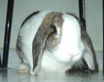 Don Juan - Lop Eared Rabbit