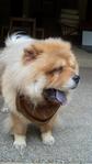 Lucky - Chow Chow Dog