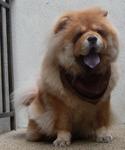 Lucky - Chow Chow Dog