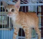 Gabriel - Tabby Cat