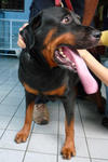 Mary - Rottweiler Dog