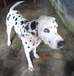 Pappu - Dalmatian Dog