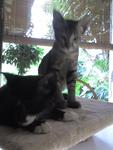 Ketot &amp; Comot - Domestic Short Hair Cat