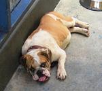 Old: Bulldog - English Bulldog Dog