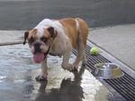 Old: Bulldog - English Bulldog Dog