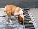 Old: Bulldog - English Bulldog Dog