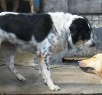 Old: Tag 47 - Adopted - Border Collie Mix Dog