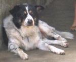 Old: Tag 47 - Adopted - Border Collie Mix Dog