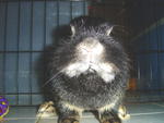 Kitty - Jersey Wooly Rabbit