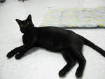 Panther @ Salem - Domestic Short Hair Cat