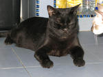 Panther @ Salem - Domestic Short Hair Cat