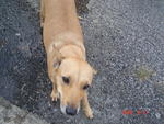 Jenny - Mixed Breed Dog