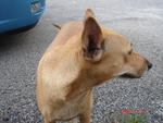 Jenny - Mixed Breed Dog