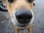 Jenny - Mixed Breed Dog