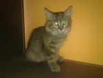 PF14010 - Persian + Domestic Short Hair Cat
