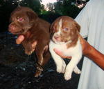 Mongrel Pups - 4wks Old - Mixed Breed Dog