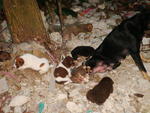 Mongrel Pups - 4wks Old - Mixed Breed Dog