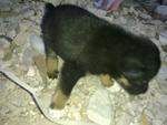 Mongrel Pups - 4wks Old - Mixed Breed Dog