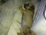 Mongrel Pups - 4wks Old - Mixed Breed Dog