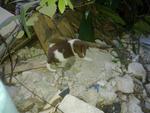 Mongrel Pups - 4wks Old - Mixed Breed Dog