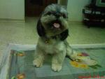 Micky - Shih Tzu Dog