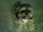 Micky - Shih Tzu Dog