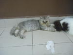 Simon - British Shorthair + Persian Cat