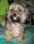 King King - Shih Tzu Dog