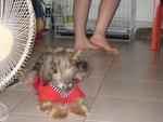 King King - Shih Tzu Dog