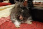 Butam - Angora Rabbit Rabbit