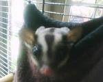 Dash - Sugar Glider Small & Furry