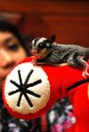 Dash - Sugar Glider Small & Furry