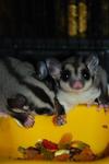 Dash - Sugar Glider Small & Furry