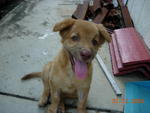 Bobo - Mixed Breed Dog