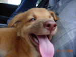 Bobo - Mixed Breed Dog